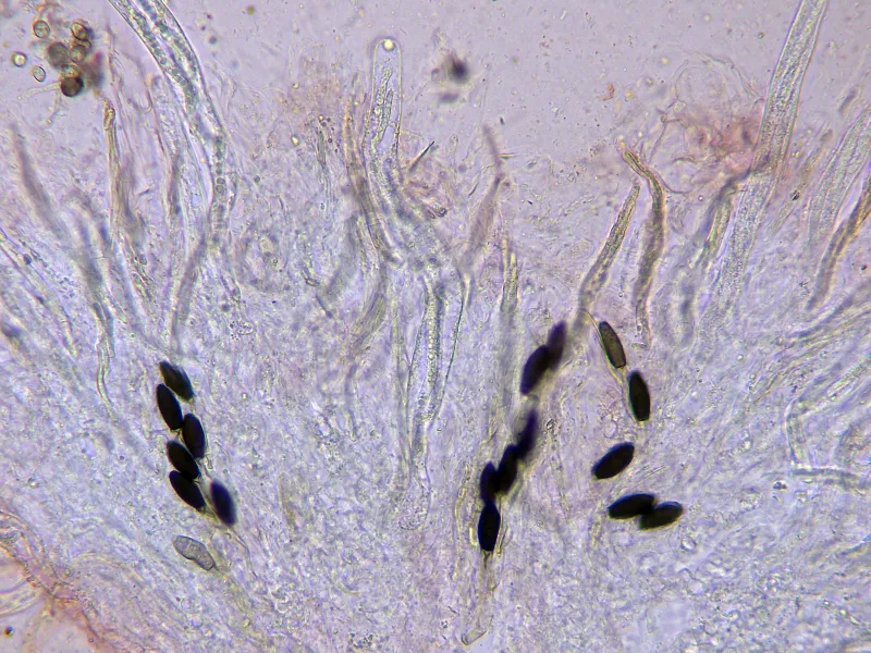 Cercophora sordarioides 10 - Himenio x 400-001